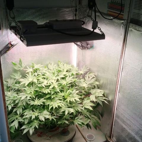 Gorilla Zkittlez growlog timeline photo
