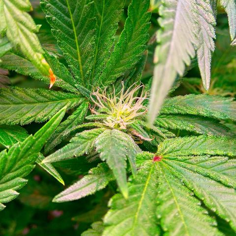 Gorilla Zkittlez growlog timeline photo