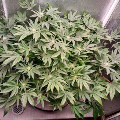 Gorilla Zkittlez growlog timeline photo