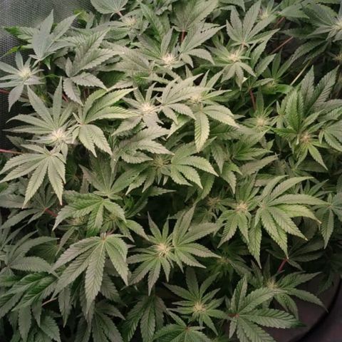 Gorilla Zkittlez growlog timeline photo