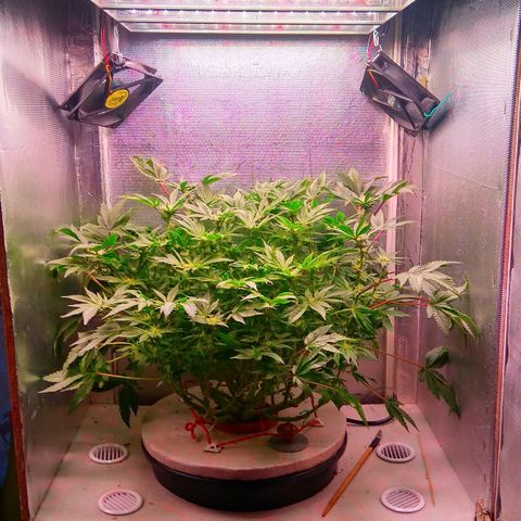 Gorilla Zkittlez growlog timeline photo