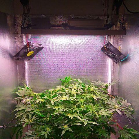 Gorilla Zkittlez growlog timeline photo