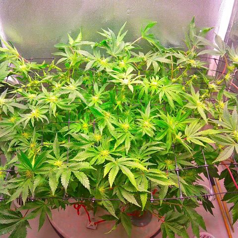Gorilla Zkittlez growlog timeline photo