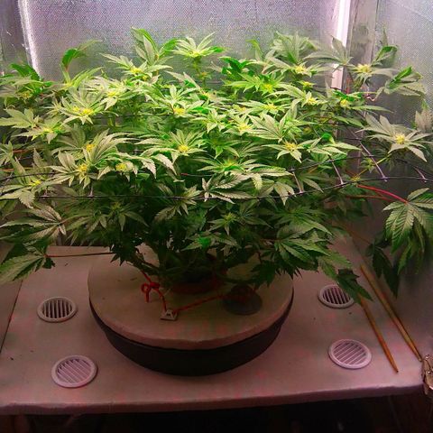 Gorilla Zkittlez growlog timeline photo