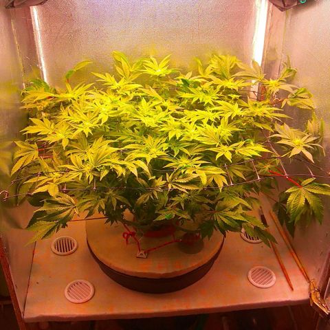 Gorilla Zkittlez growlog timeline photo