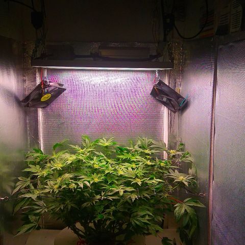 Gorilla Zkittlez growlog timeline photo