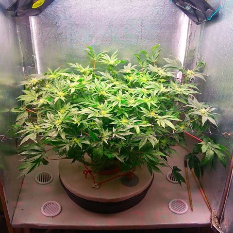 Gorilla Zkittlez growlog timeline photo