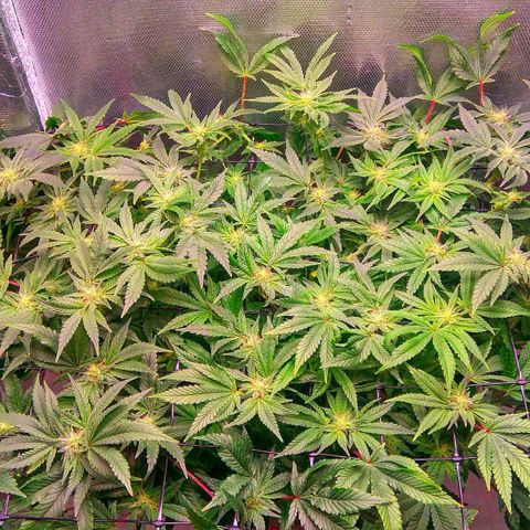 Gorilla Zkittlez growlog timeline photo