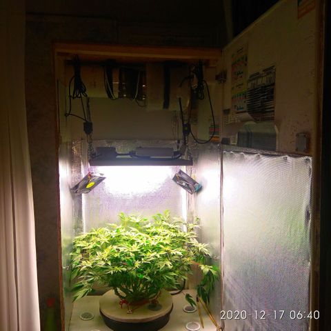 Gorilla Zkittlez growlog timeline photo