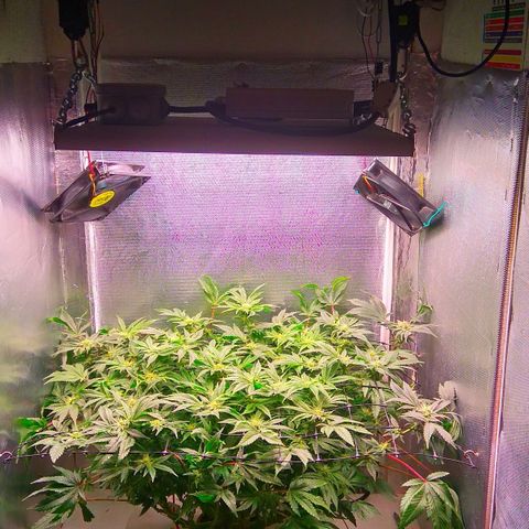 Gorilla Zkittlez growlog timeline photo