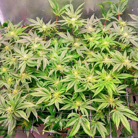 Gorilla Zkittlez growlog timeline photo