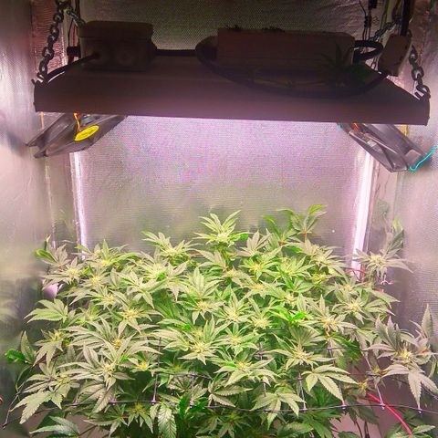 Gorilla Zkittlez growlog timeline photo