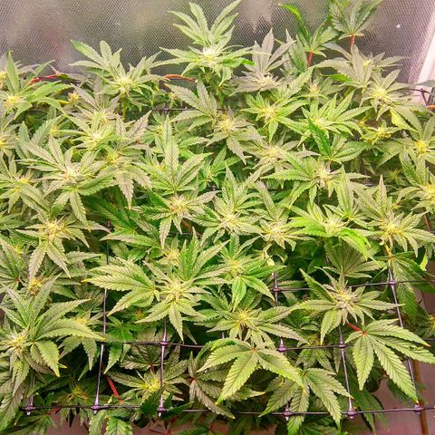 Gorilla Zkittlez growlog timeline photo