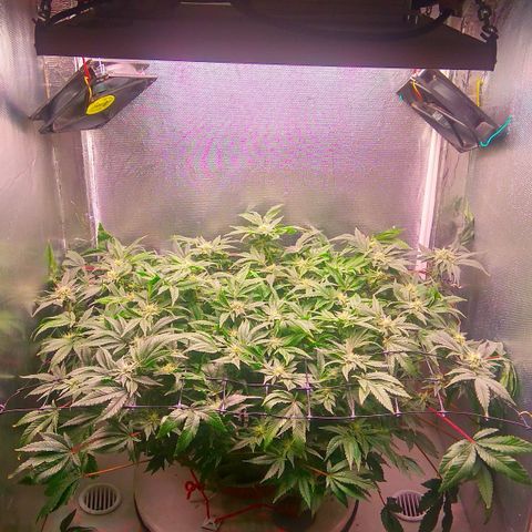 Gorilla Zkittlez growlog timeline photo