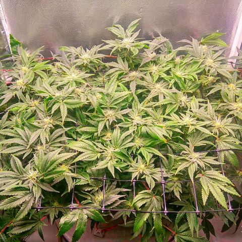 Gorilla Zkittlez growlog timeline photo