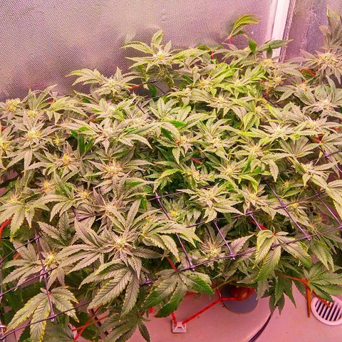 Gorilla Zkittlez growlog timeline photo
