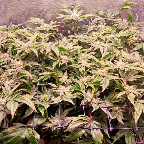 Gorilla Zkittlez growlog timeline photo