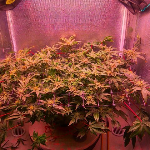 Gorilla Zkittlez growlog timeline photo