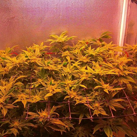 Gorilla Zkittlez growlog timeline photo