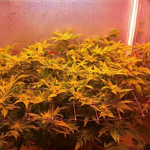 Gorilla Zkittlez growlog timeline photo