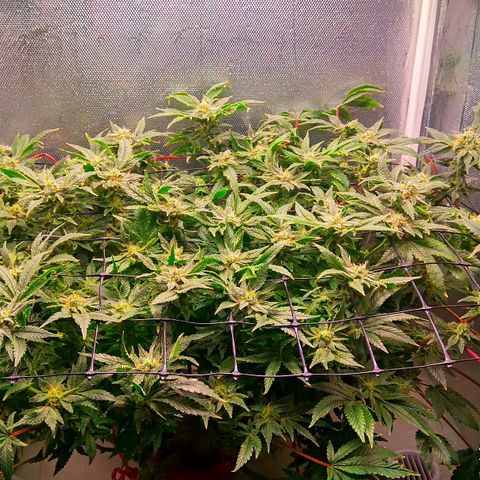 Gorilla Zkittlez growlog timeline photo