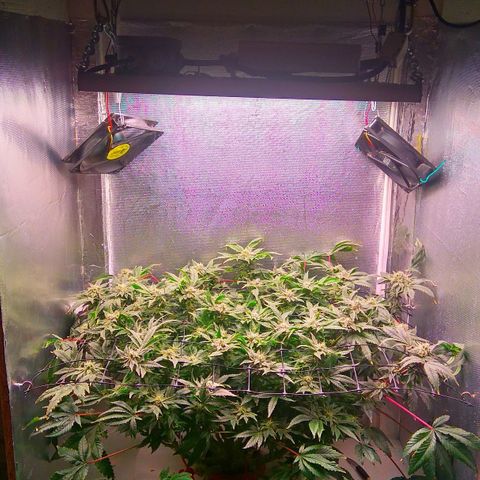 Gorilla Zkittlez growlog timeline photo