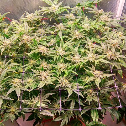 Gorilla Zkittlez growlog timeline photo