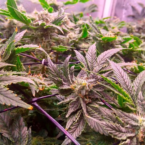 Gorilla Zkittlez growlog timeline photo