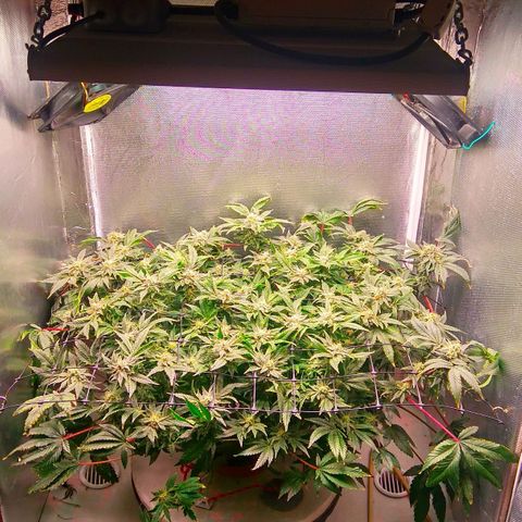 Gorilla Zkittlez growlog timeline photo