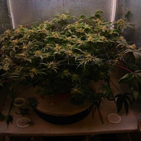 Gorilla Zkittlez growlog timeline photo