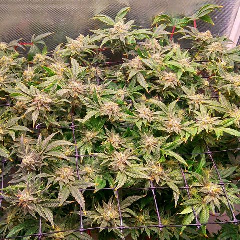 Gorilla Zkittlez growlog timeline photo