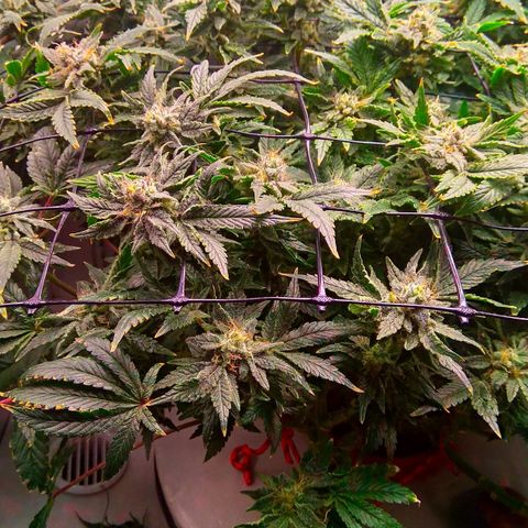 Gorilla Zkittlez growlog timeline photo