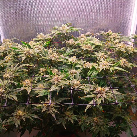 Gorilla Zkittlez growlog timeline photo