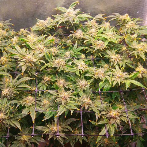 Gorilla Zkittlez growlog timeline photo