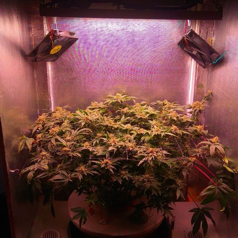 Gorilla Zkittlez growlog timeline photo
