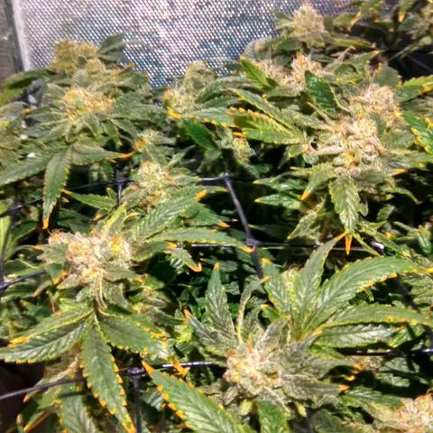 Gorilla Zkittlez growlog timeline photo