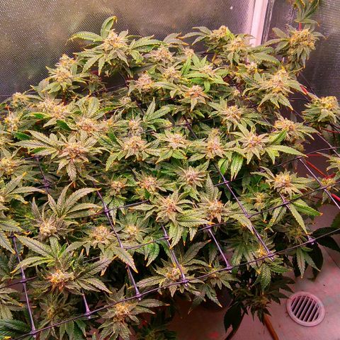Gorilla Zkittlez growlog timeline photo