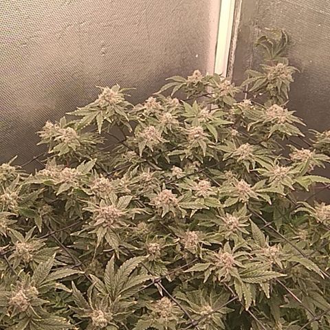 Gorilla Zkittlez growlog timeline photo