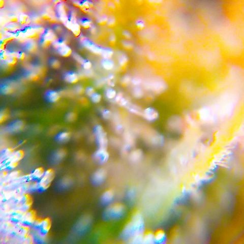 Gorilla Zkittlez growlog timeline photo