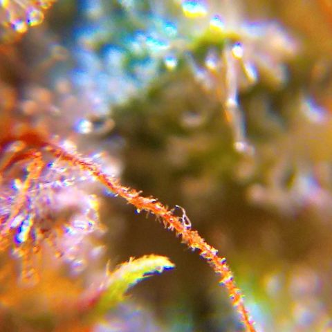 Gorilla Zkittlez growlog timeline photo
