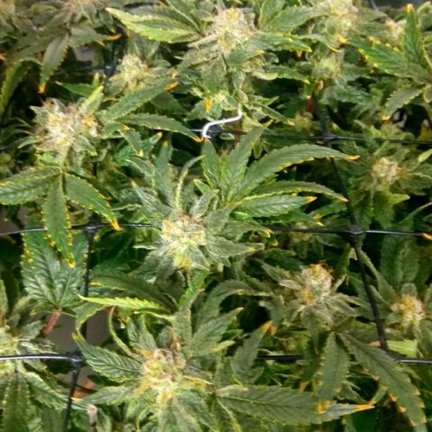 Gorilla Zkittlez growlog timeline photo