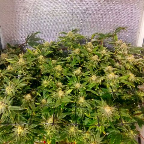 Gorilla Zkittlez growlog timeline photo