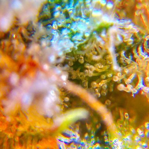 Gorilla Zkittlez growlog timeline photo