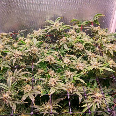 Gorilla Zkittlez growlog timeline photo