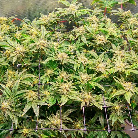 Gorilla Zkittlez growlog timeline photo