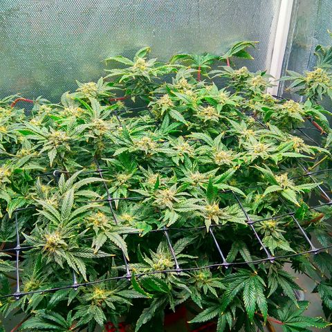 Gorilla Zkittlez growlog timeline photo