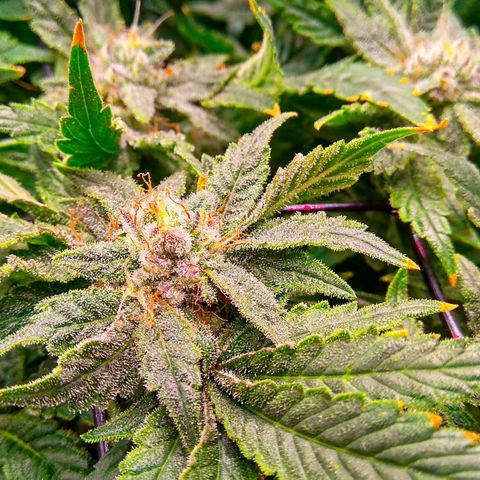 Gorilla Zkittlez growlog timeline photo