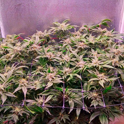 Gorilla Zkittlez growlog timeline photo