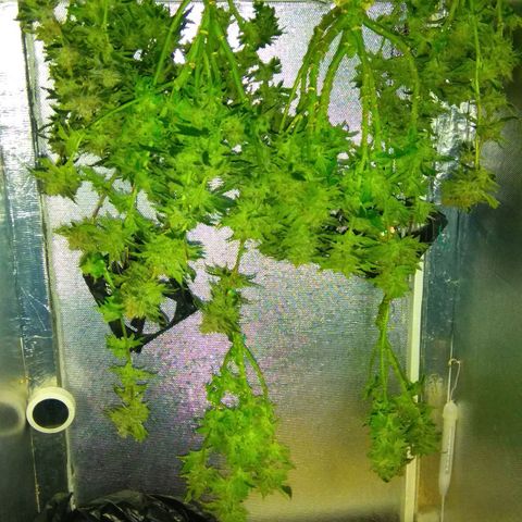 Gorilla Zkittlez growlog photo: Харв