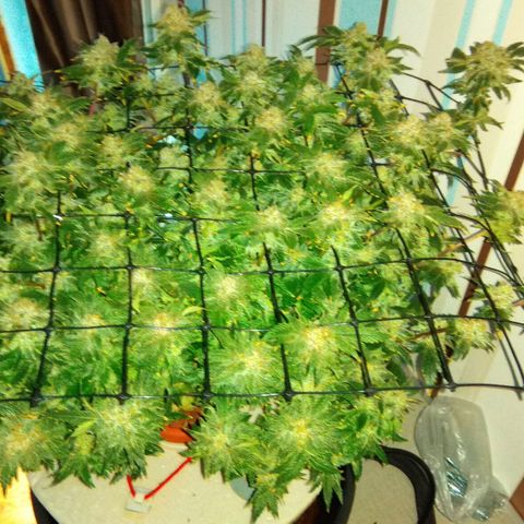Gorilla Zkittlez growlog photo: Харв